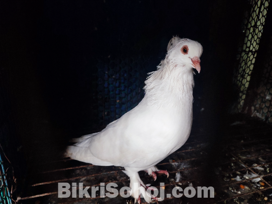 White Bombai (Male)